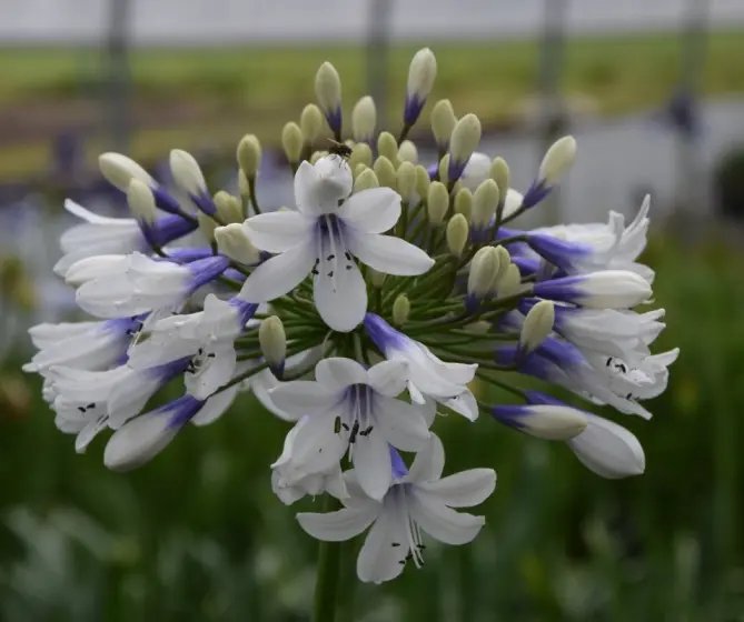 Agapanthus africanus Twister.webp