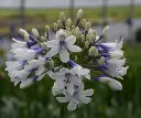 Agapanthus africanus Twister.webp