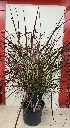 pennistum-firworks-p19-20250724_115719.webp