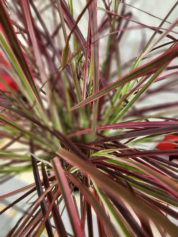 pennisetum-fireworks-20250724_115656.webp