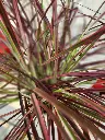 pennisetum-fireworks-20250724_115656.webp