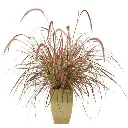 pennisetum-fireworks-1.webp