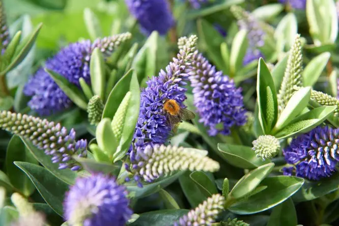Hebe addenda Donna® fleurs.webp