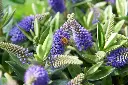 Hebe addenda Donna® fleurs.webp