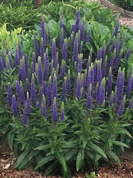 Veronica spicata Royal Candles-2.webp