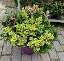 hebe-quattro-20250724_131704.webp