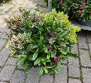 hebe-quattro-20250724_131718.webp