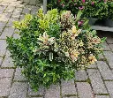hebe-quattro-20250724_131711.webp