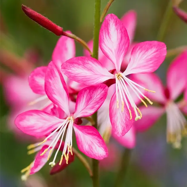 Gaura lindheimeri Rosy Jane-fleurs.webp