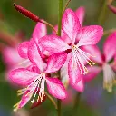 Gaura lindheimeri Rosy Jane-fleurs.webp