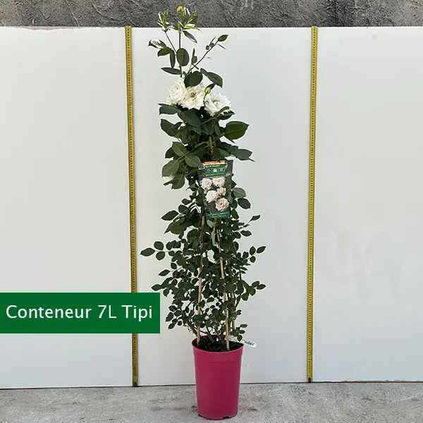 Blanches_Colombes_C7L_tipi_site__m.webp