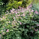 Anemone September Charm-1.webp