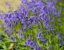 Hyacinthoides Non Scripta-AdobeStock_160905233.webp