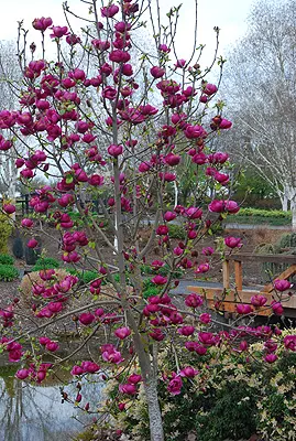 Magnolia Black Tulip®-2.webp