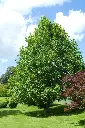 Liriodendron tulipifera-AdobeStock_238840587.webp