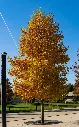 liriodenderon-aut-AdobeStock_501066162.webp