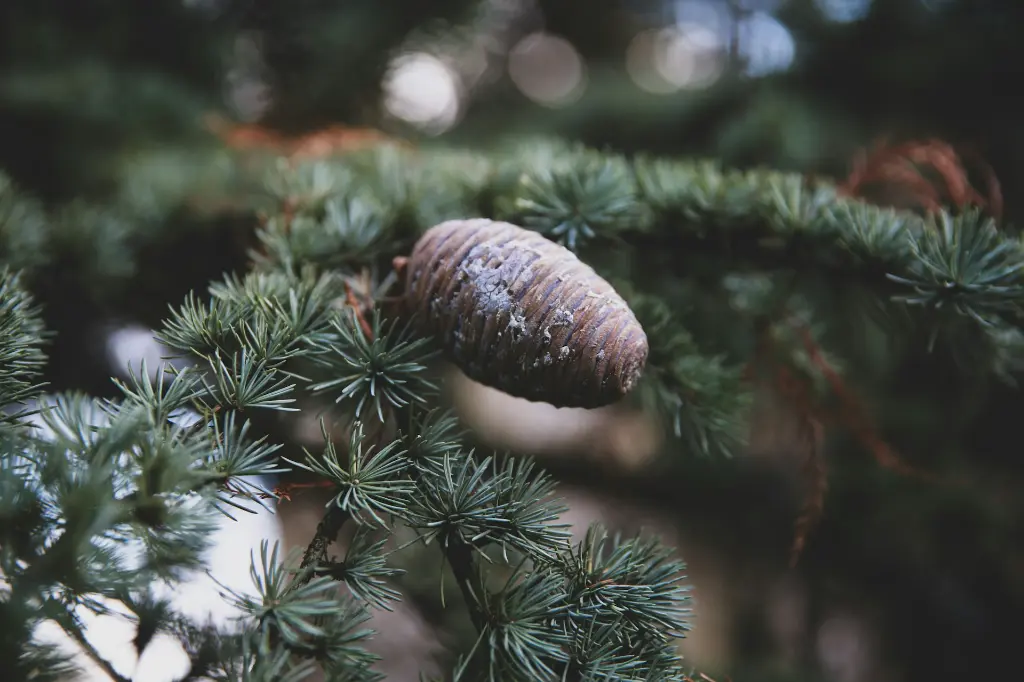 unsplash_uBAn0WDjL24_cedrus.webp