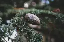 unsplash_uBAn0WDjL24_cedrus.webp