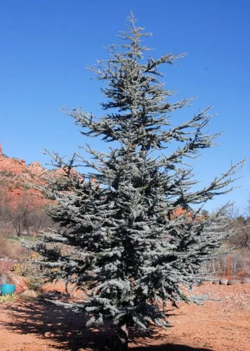 cedrus-libanii-glauca.webp