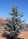 cedrus-libanii-glauca.webp