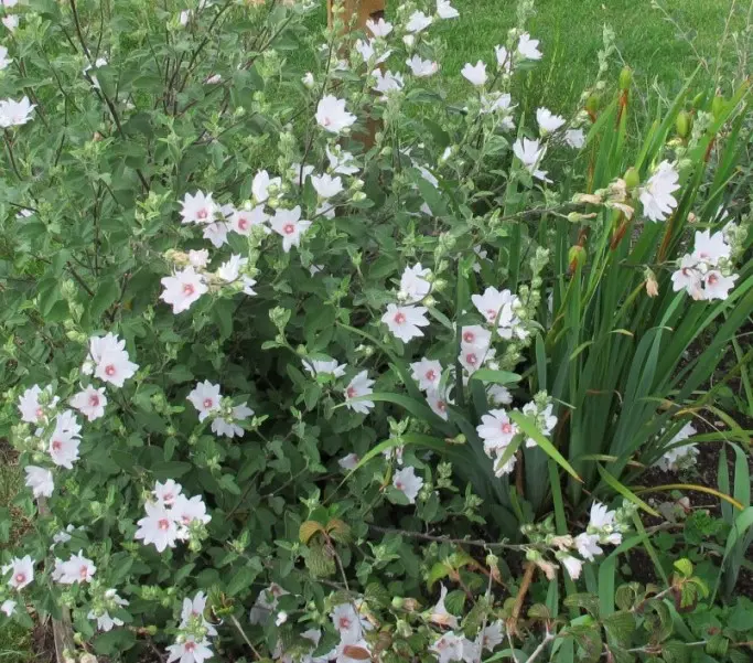 Lavatera Baby Barnsley-1.webp