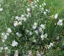 Lavatera Baby Barnsley-1.webp