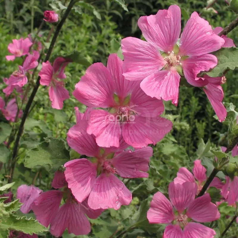 lavatera-x-clementii-chamallow-inovera.webp
