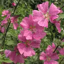 lavatera-x-clementii-chamallow-inovera.webp