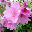 Lavatera olbia Rosea.webp