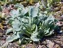 Mertensia Maritima -AdobeStock_208584300.webp