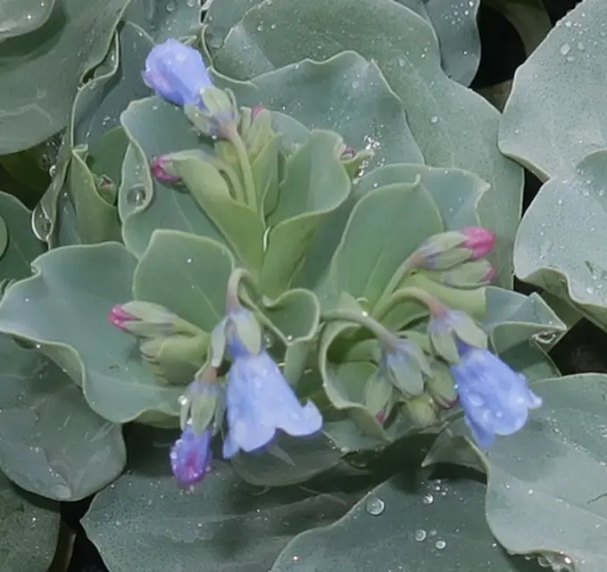 Mertensia Maritima -Mertensia Maritima.webp