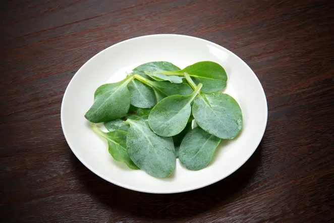 Mertensia Maritima -AdobeStock_271025928.webp