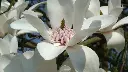 Magnolia Joli Pompon -1.webp