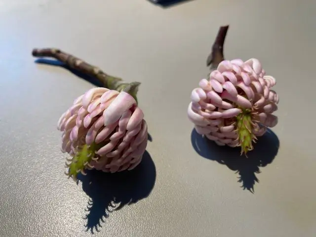 Magnolia Joli Pompon -2.webp