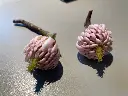 Magnolia Joli Pompon -2.webp