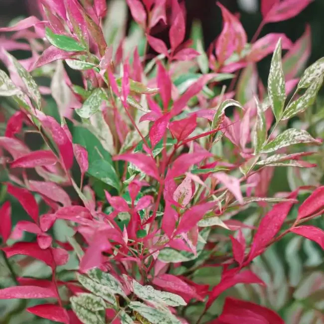 Nandina domestica Red Light.webp