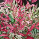 Nandina domestica Red Light.webp