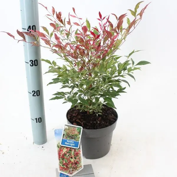 Nandina domestica Red Light-1.webp