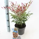 Nandina domestica Red Light-1.webp