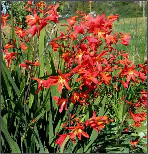 Crocosmia Carmine Brillant Pot C2L.webp