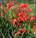 Crocosmia Carmine Brillant Pot C2L.webp
