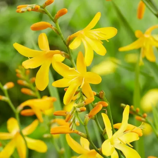 Crocosmia George Davidson-1.webp
