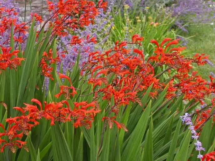 Crocosmia Lucifer.webp