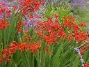 Crocosmia Lucifer.webp