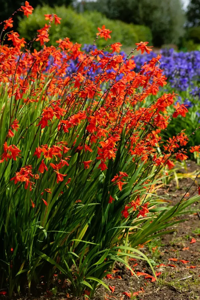Crocosmia Babylon-2.webp