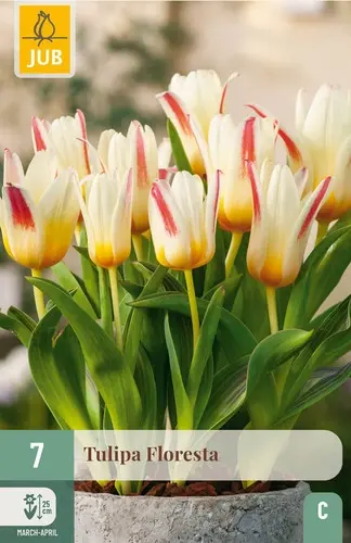 TULIPA_FLORESTA1.webp