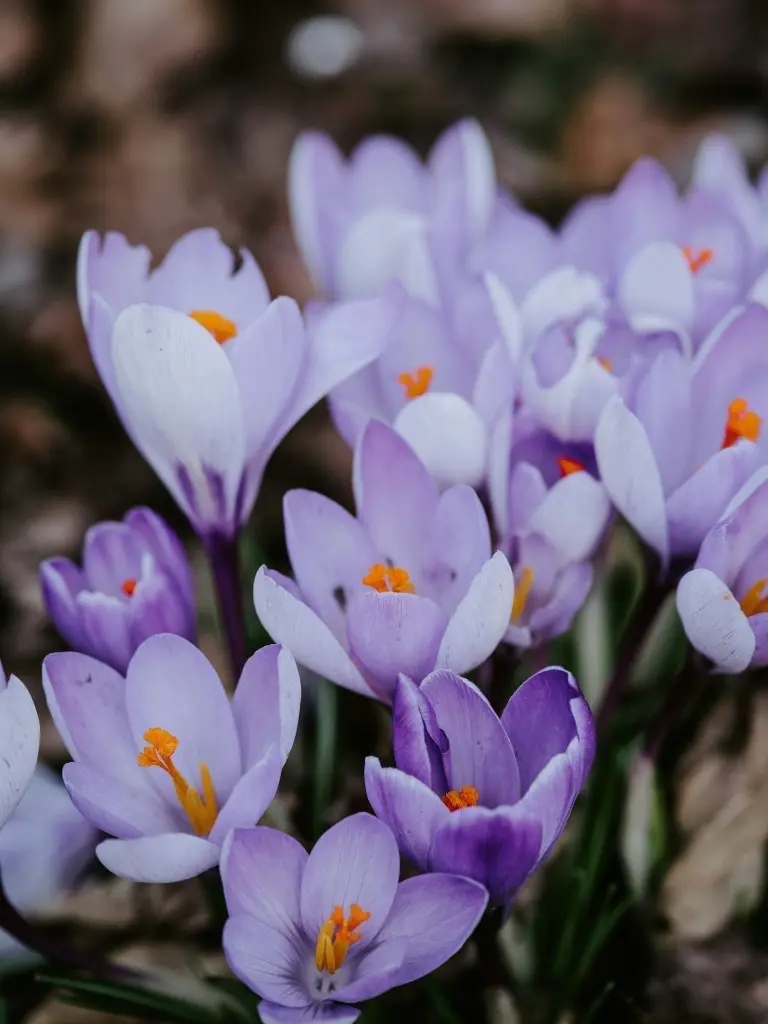 unsplash_NF6rMXqikWE_crocus .webp
