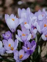 unsplash_NF6rMXqikWE_crocus .webp