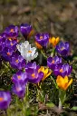 unsplash_wWMjP_3JuOM_crocus.webp