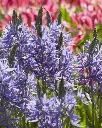 Camassia leichtlinii caerulea-2.webp